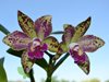 Blc. Waianae Leopard 'Ching Hua'